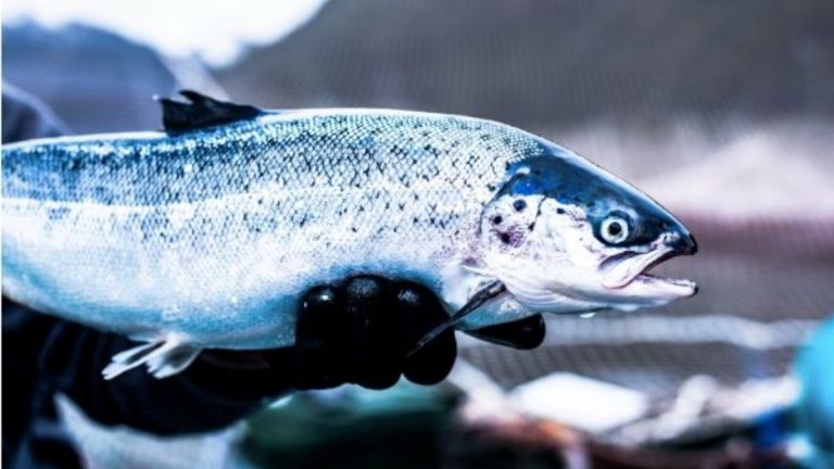 La Portada obtiene certificación ORIVO y garantiza que sus materias primas son 100% salmón chileno