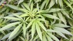PDI detiene a hombre en Fresia e incauta 4,5 kilos de cannabis 1 marihuana2