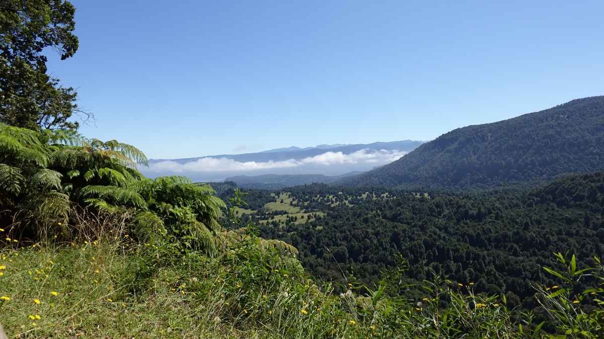 El sendero escondido del sur de Chile: así es El Pionero en el Parque Nacional Puyehue 15 Sendero el pionero