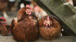 SAG levanta control sanitario por influenza aviar en nueve zonas de Los Lagos 2 China prohibe importaciones de aves de corral desde Chile por gripe aviar