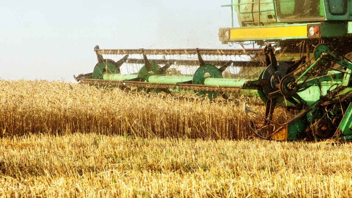Agricultor con condena previa por estafa queda en prision preventiva en Maullin