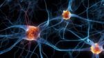 Científicos de Valdivia describen cómo neuronas expulsan lactato para protegerse 2 Cientificos de Valdivia describen como neuronas expulsan lactato para protegerse