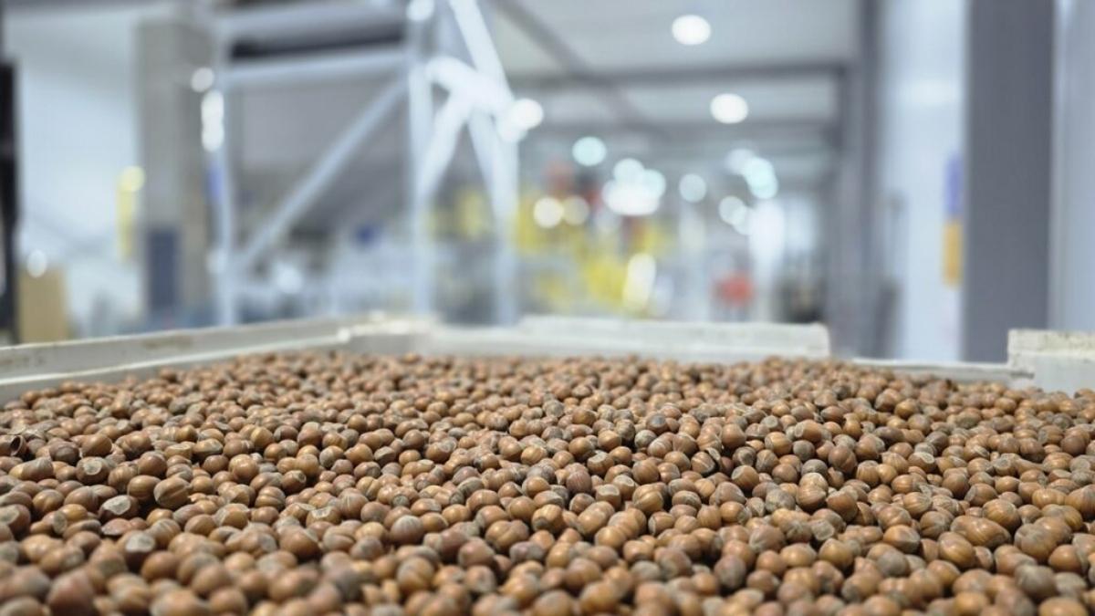 Inauguran en Osorno la planta de avellano europeo más austral del mundo 3 Inauguran en Osorno la planta de avellano europeo mas austral del mundo