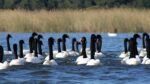 Mantienen alerta en Los Ríos por foco H5N1 en santuario Anwandter 2 Mantienen alerta en Los Rios por foco H5N1 en santuario Anwandter