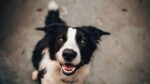 Operativo cierra con esterilizaciones gratuitas para 250 mascotas en Osorno 2 Operativo cierra con esterilizaciones gratuitas para 250 mascotas en Osorno