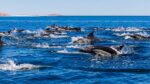 ¿Por qué hay tantos delfines en las costas de Chile? Biólogos marinos explican el fenómeno 1 Por que hay tantos delfines en las costas de Chile
