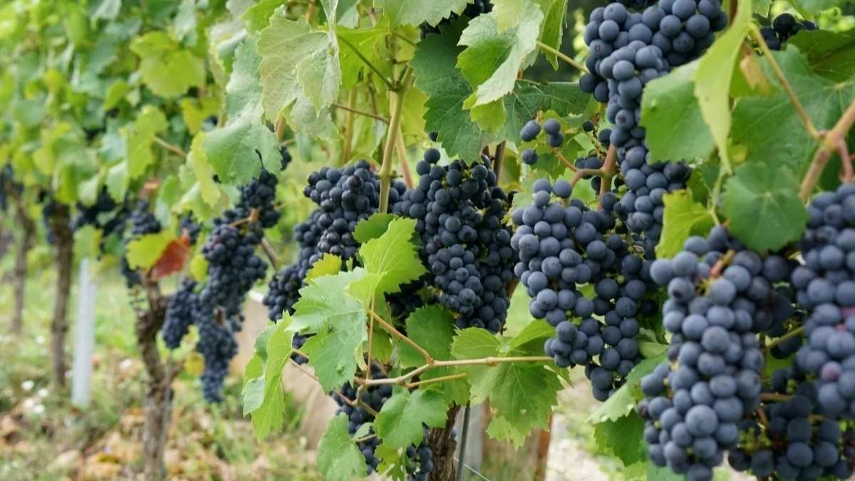 Reactivan Comisión Nacional de la Vitivinicultura tras dos años sin sesionar 5 Reactivan Comision Nacional de la Vitivinicultura tras dos anos sin sesionar