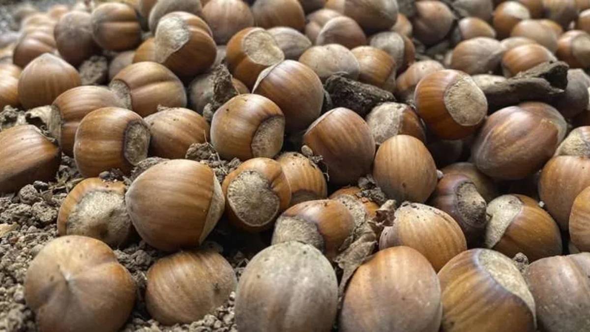 SAG Los Lagos inicia certificación de avellana europea y proyecta 860 toneladas 7 SAG Los Lagos inicia certificacion de avellana europea y proyecta 860 toneladas