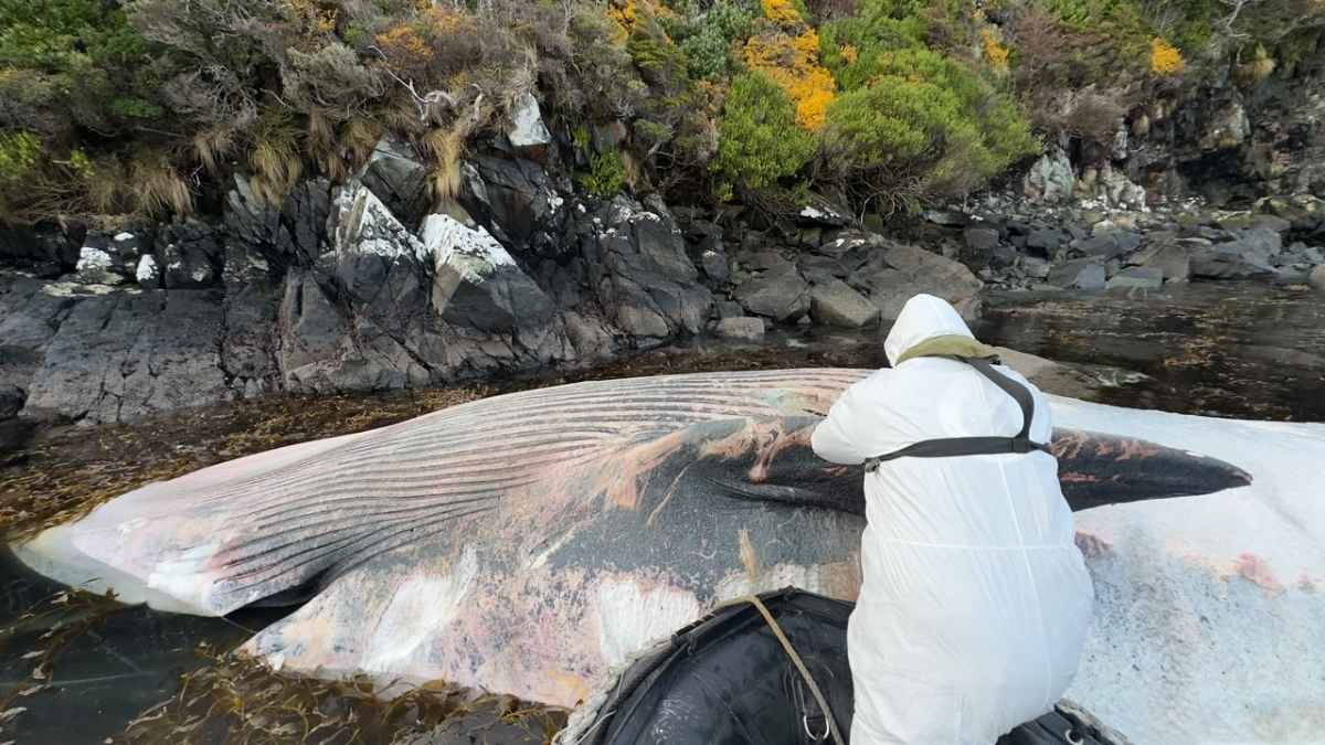 Sernapesca y Armada registran ocho ballenas varadas en Bahía Hately 51 Sernapesca y Armada registran ocho ballenas varadas en Bahia Hately
