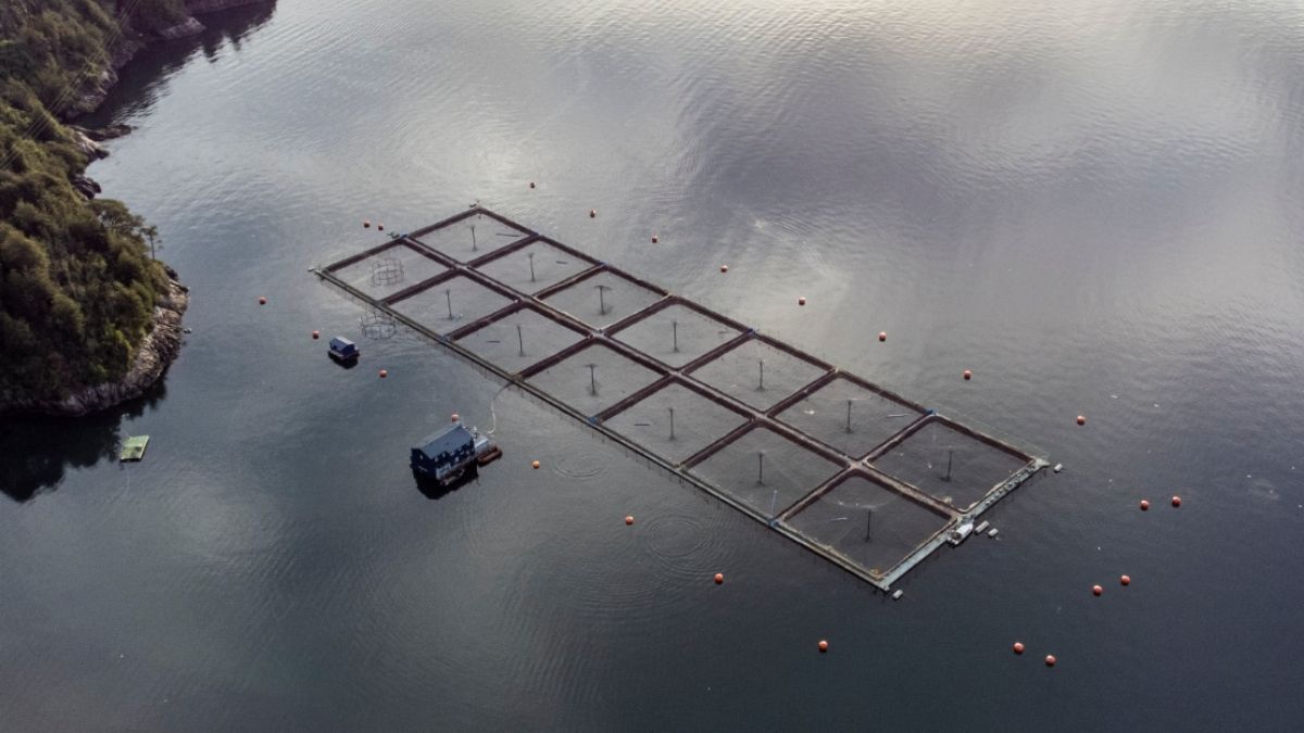 Exportaciones chilenas rompen récord: salmón del sur impulsa cifra histórica de US$ 49.565 millones 6 salmon del sur impulsa cifra historica de US 49.565 millones