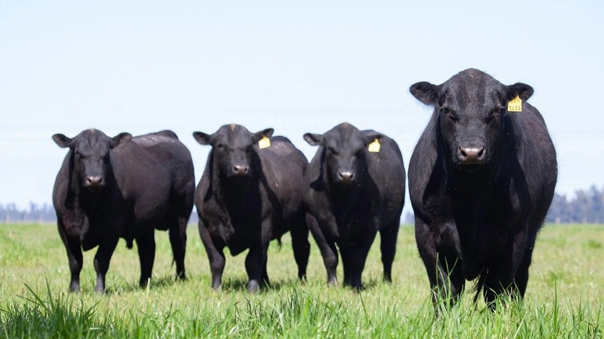 Abigeato en Purranque: matan cuatro vacas Angus preñadas y huyen casi sin carne 8 Abigeato en Purranque
