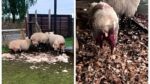 Ataque de perros deja hasta 10 ovejas heridas en San Pablo 2 Ataque de perros deja hasta 10 ovejas heridas en San Pablo
