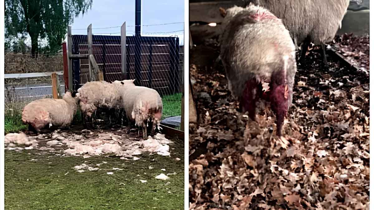 Ataque de perros deja hasta 10 ovejas heridas en San Pablo 4 Ataque de perros deja hasta 10 ovejas heridas en San Pablo