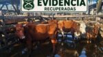 Carabineros detiene a acusado de receptación y recupera siete bovinos en Paillaco 2 Carabineros detiene a acusado de receptacion y recupera siete bovinos en Paillaco