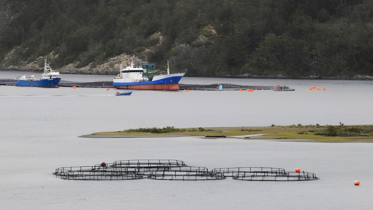 Corte Suprema deja firmes multas a salmonera por residuos en Llanquihue 5 Corte Suprema deja firmes multas a salmonera por residuos en Llanquihue