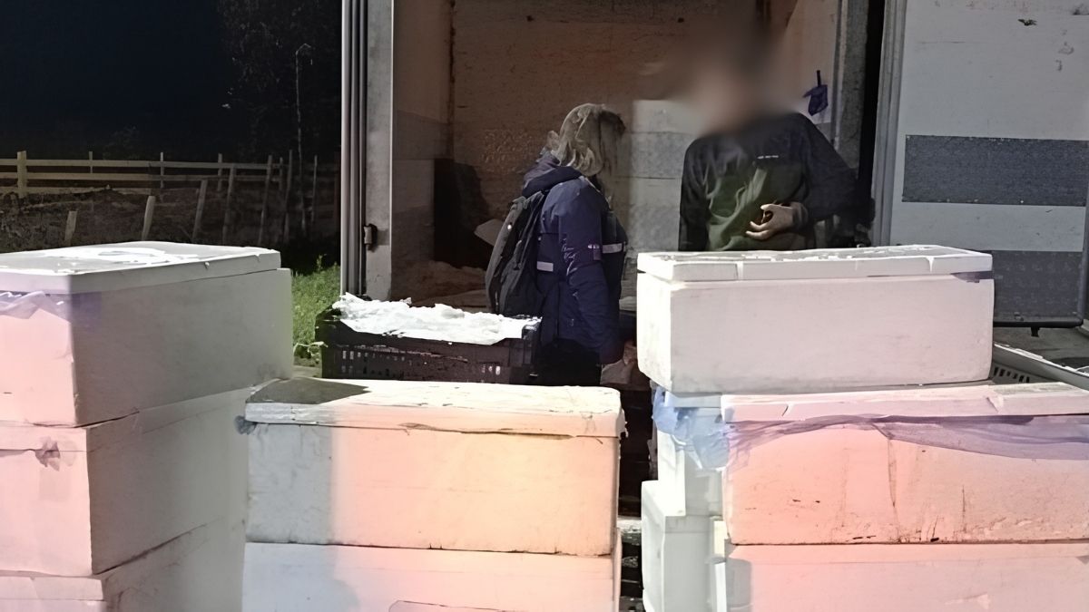 Fiscalización en Calbuco incauta 1,8 toneladas de pesca ilegal y detiene conductor 5 Fiscalizacion en Calbuco incauta 18 toneladas de pesca ilegal y detiene conductor