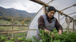 INDAP sepulta el programa que dio autonomía a las mujeres rurales del sur por 34 años 2 INDAP sepulta el programa que dio autonomia a las mujeres rurales del sur por 34 anos