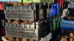 Incautan 3,5 toneladas de erizo ilegal tras control en Melinka 1 Incautan 35 toneladas de erizo ilegal tras control en Melinka