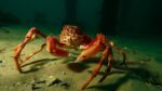 Inicia temporada de centolla en Magallanes con extracción hasta diciembre 1 Inicia temporada de centolla en Magallanes con extraccion hasta diciembre