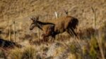Liberan a huemul rehabilitado en Aysén tras casi un mes de cuidados 1 Liberan a huemul rehabilitado en Aysen tras casi un mes de cuidados
