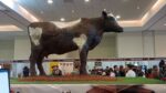 Osorno inaugura Festival del Chocolate con escultura de 600 kilos 2 Osorno inaugura Festival del Chocolate con escultura de 600 kilos