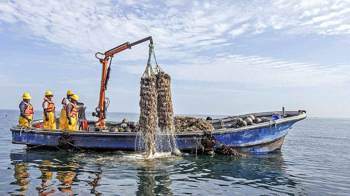 Pesca artesanal de Los Lagos cae en abril y arrastra al desembarque regional 43 Pesca artesanal de Los Lagos cae en abril y arrastra al desembarque regional