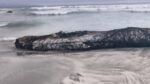 Sernapesca denunciará muerte de ballena jorobada hallada enmallada en Mejillones 2 Sernapesca denunciara muerte de ballena jorobada hallada enmallada en Mejillones