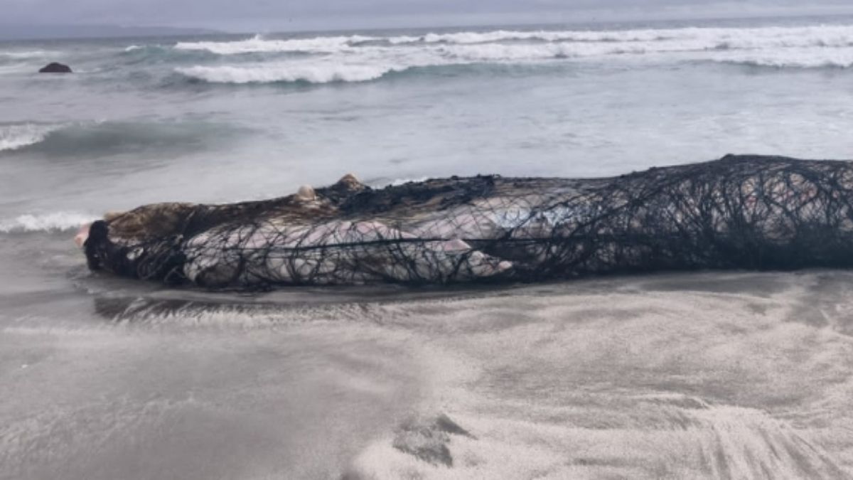 Sernapesca denunciará muerte de ballena jorobada hallada enmallada en Mejillones 8 Sernapesca denunciara muerte de ballena jorobada hallada enmallada en Mejillones