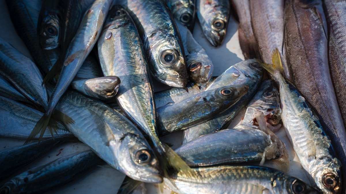 Sernapesca inicia certificación de desembarques de merluza común artesanal 5 Sernapesca inicia certificacion de desembarques de merluza comun artesanal